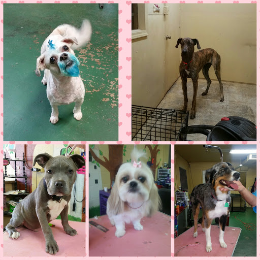 Pets glamour пролетарская ул 60 фото