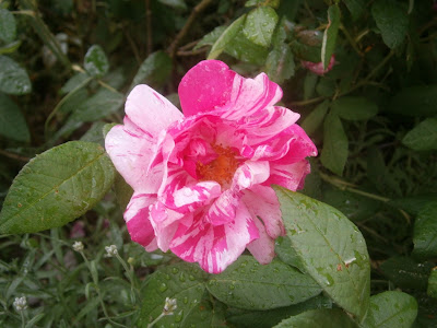 [Bild: P5290619.JPG]