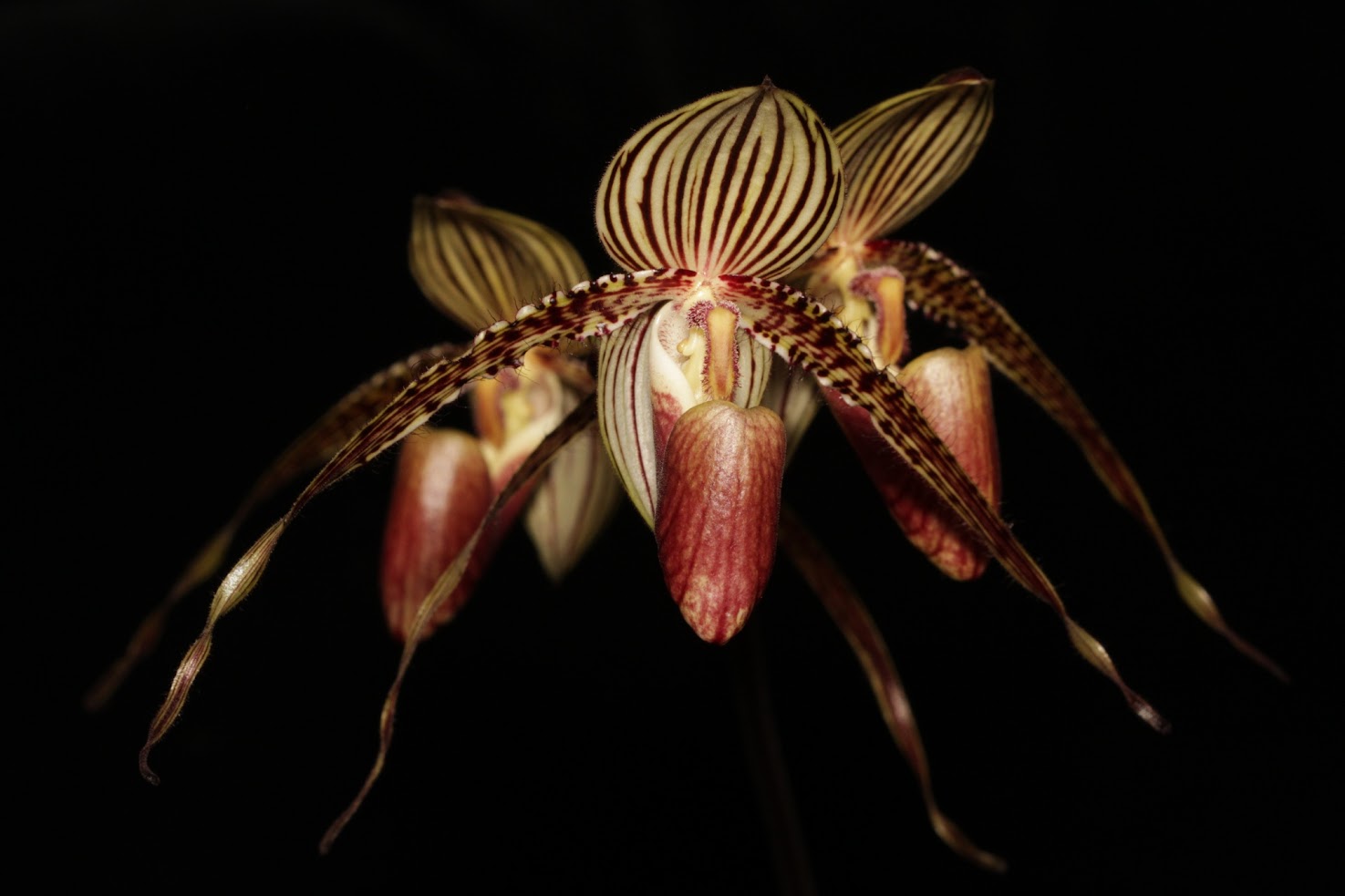 Paphiopedilum Lady Rothschild (rothschildianum x Lady Isabel) IMG_6682