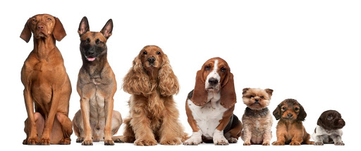 Pet Works, 5431, Lotus Lane, Near Ridgewood Estate, Gate 1, DLF Phase 4, Gurugram, Haryana 122001, India, Pet_Groomer, state HR
