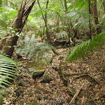 Rain forest section (226021)