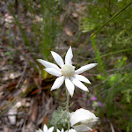 Actinosus sp. (Flannel Flower) (19557)