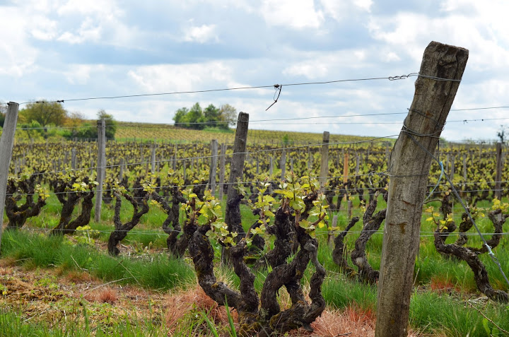 loire-a-velo-en-famille-visite-vignoble-vouvray