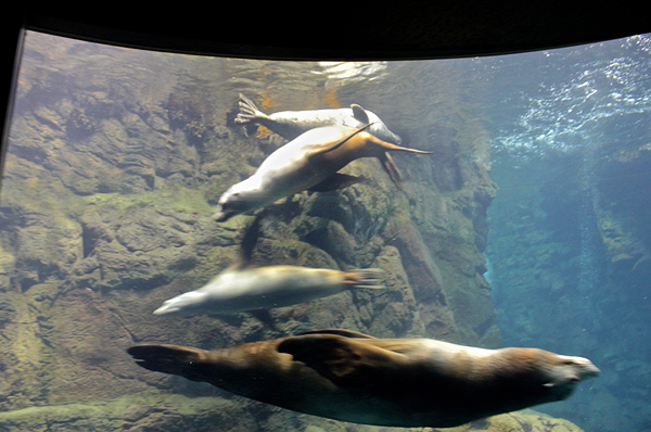 seal tank, osaka aquarium, top places to visit in Japan Osaka, top aquariums, best aquariums