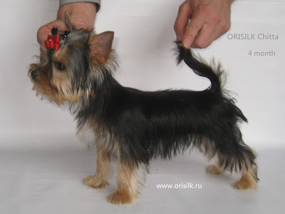 Orisilk Chitta щенок йоркширского терьера Орисилк Читта фото www.orisilk.ru