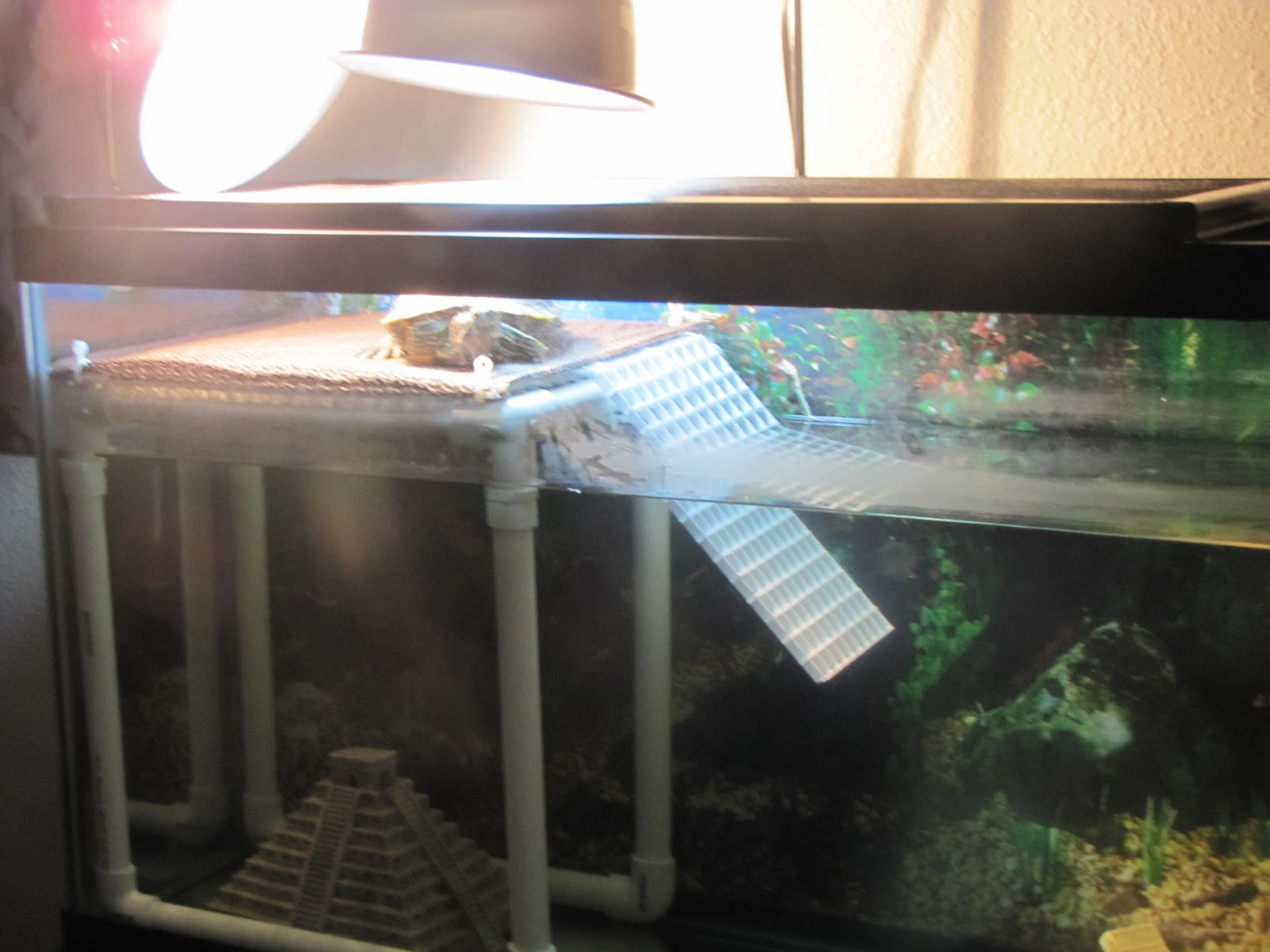 turtle spoiled adventures finished