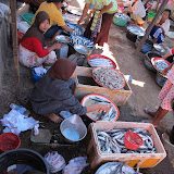 Freshly caught fish