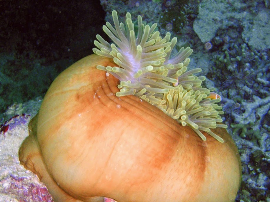 Amphiprion perideraion (Pink Skunk Clownfish) with Heteractis magnifica (Ritteri Anemone), Naigani Island, Fiji.