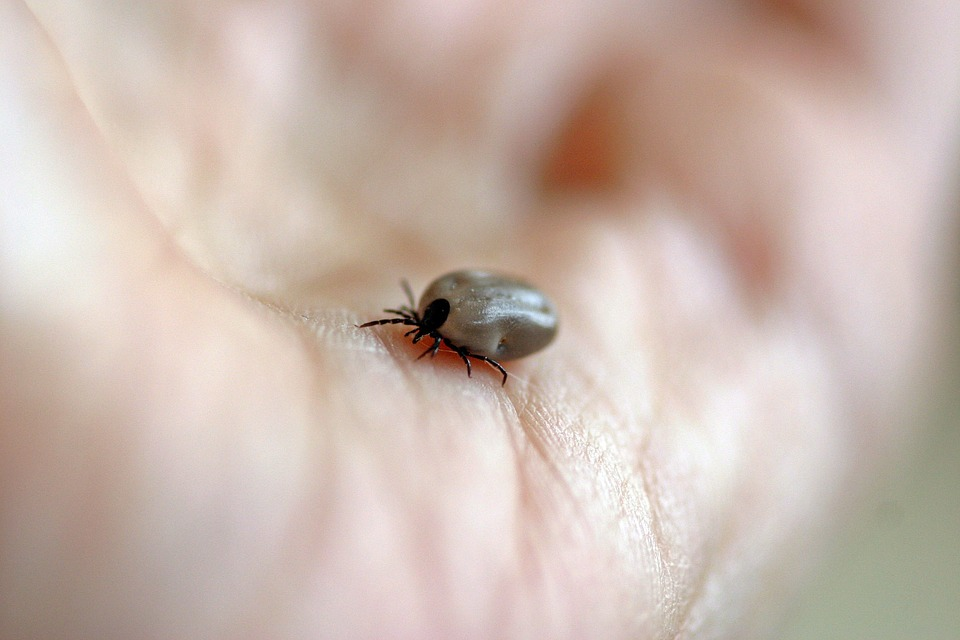 A tick 