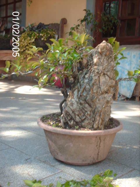 Ficus Microcarpa Começando... PICT1739