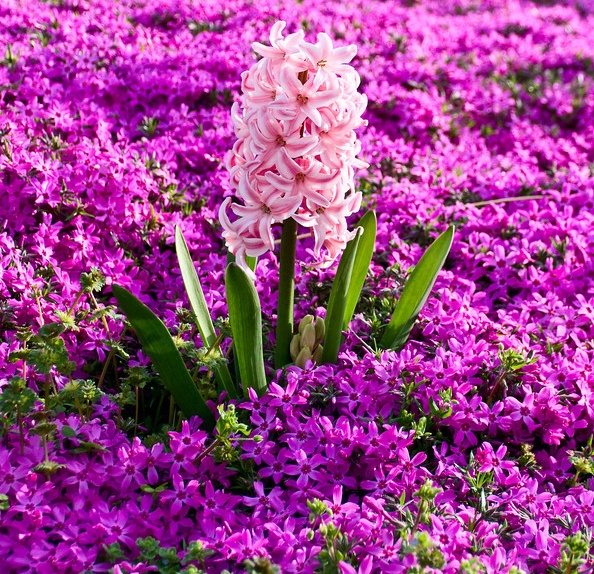 கண்ணைக் கவரும் அழகிய பூக்கள் Amazing_Purple_Flowers_1