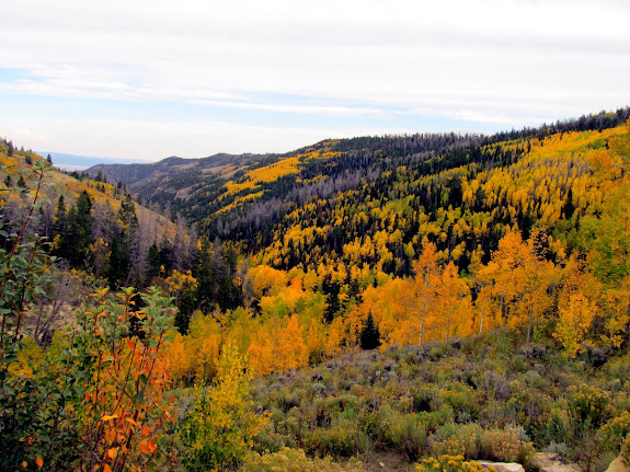 View down the Left Fork of Cedar Creek