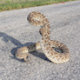 San Antonio Snake Removal