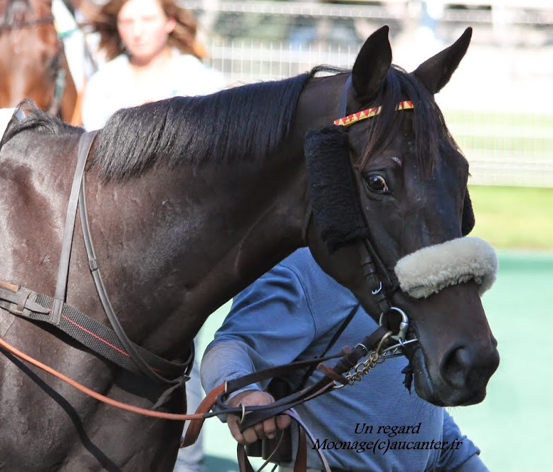 Photos Auteuil le 27-09-2014 IMG_4413