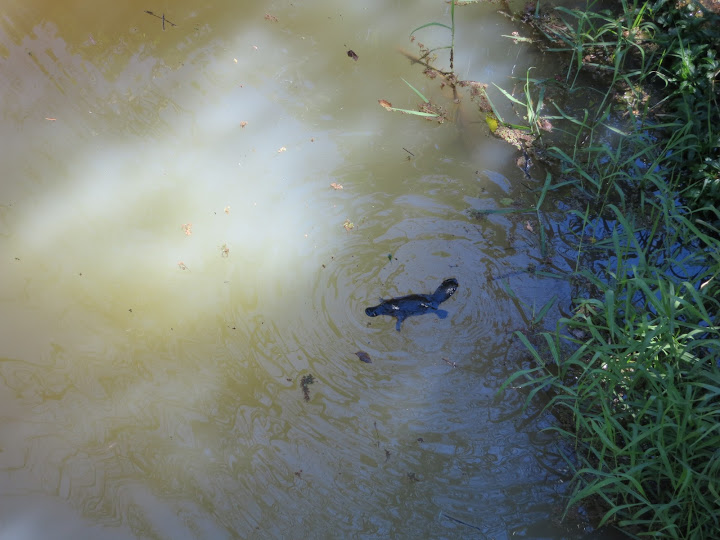 Australia de costa a costa - Blogs de Australia - Cairns, Cape Tribulation, Atherton Tablelands-9 al 14 de Agosto de 2012 (16)