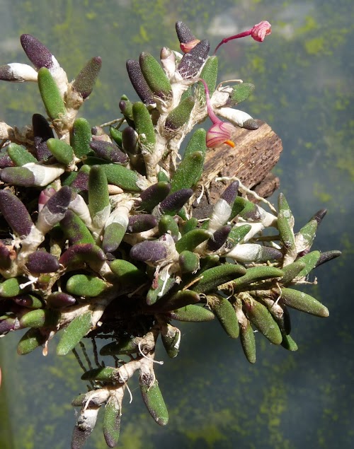 Dendrobium lichenastrum P1430143