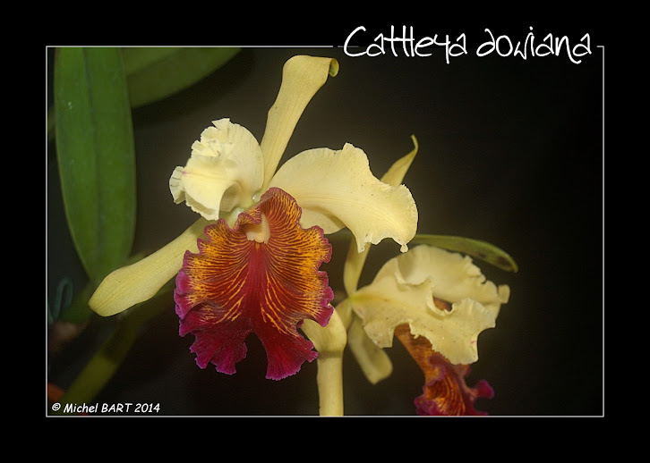 Cattleya dowiana Cattleya_dowiana