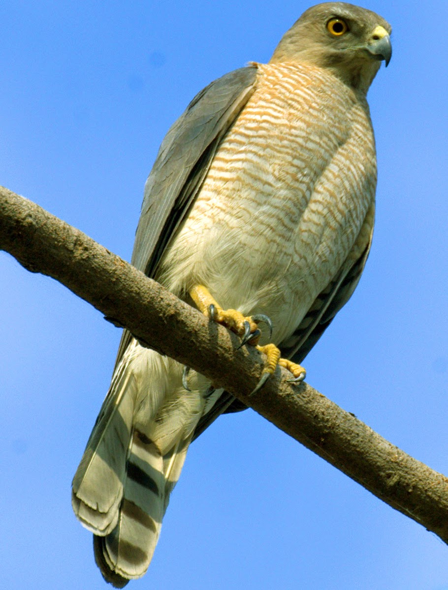 Туркестанский тювик[1] (лат. Accipiter badius)