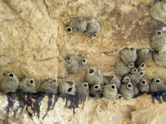 Swallow nests in the alcove