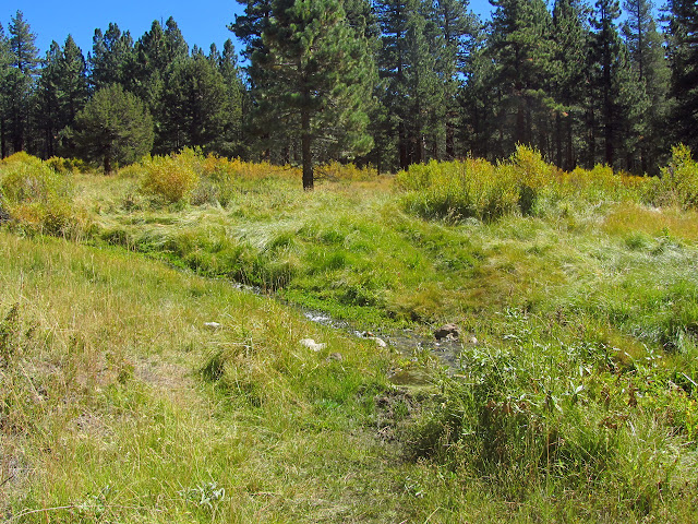 another stream flowing through lush grass