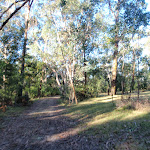 Simpson Track next to Ten Mile Hollow camping area