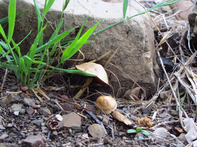 little cap mushrooms with gills
