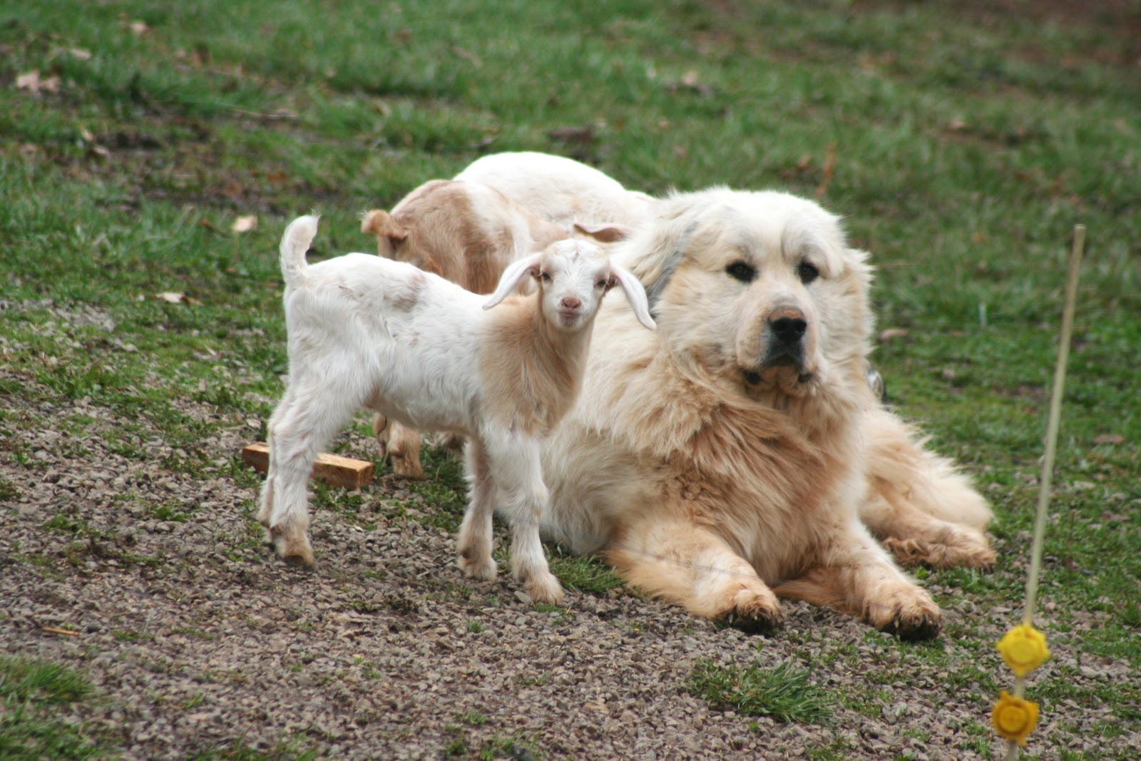 Hilltop Great Pyrenees: Our Breeding Pyrs