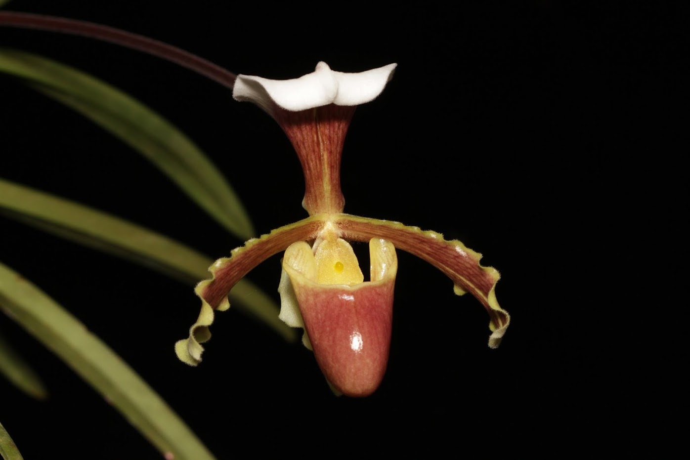 Paphiopedilum barbigerum var coccineum IMG_4765