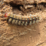 Crazy caterpillar #8