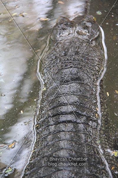 Long body of a Gharial [Scientific Name: Gavialis Gangeticus, Hindi Name: घऱियाल] AKA Indian Gavial, Indian Crocodile, Indian Croc