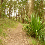 Red track close to the summit of Mt Sugarloaf near Newcastle (324380)