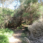 Track leading through the bush (98864)
