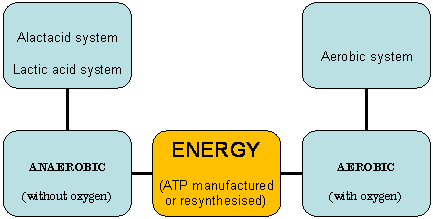 Atp resynthesis energy systems