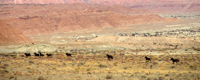 Wild horses