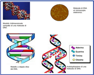 doppiaelicadna