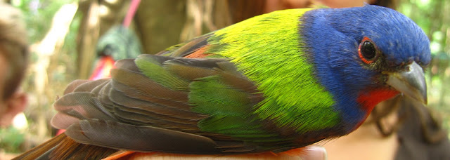 birdwatching Nicaragua