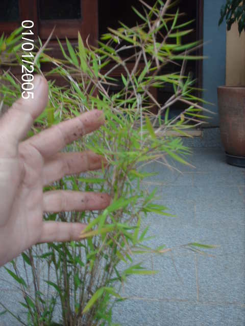 Bambus.... PICT0705