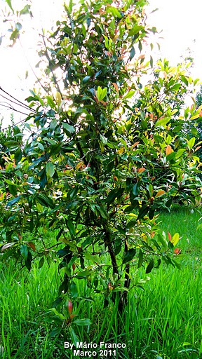 Meu Cantinho Verde: CRAVO-DA-ÍNDIA - ( Syzygium aromaticum L. )