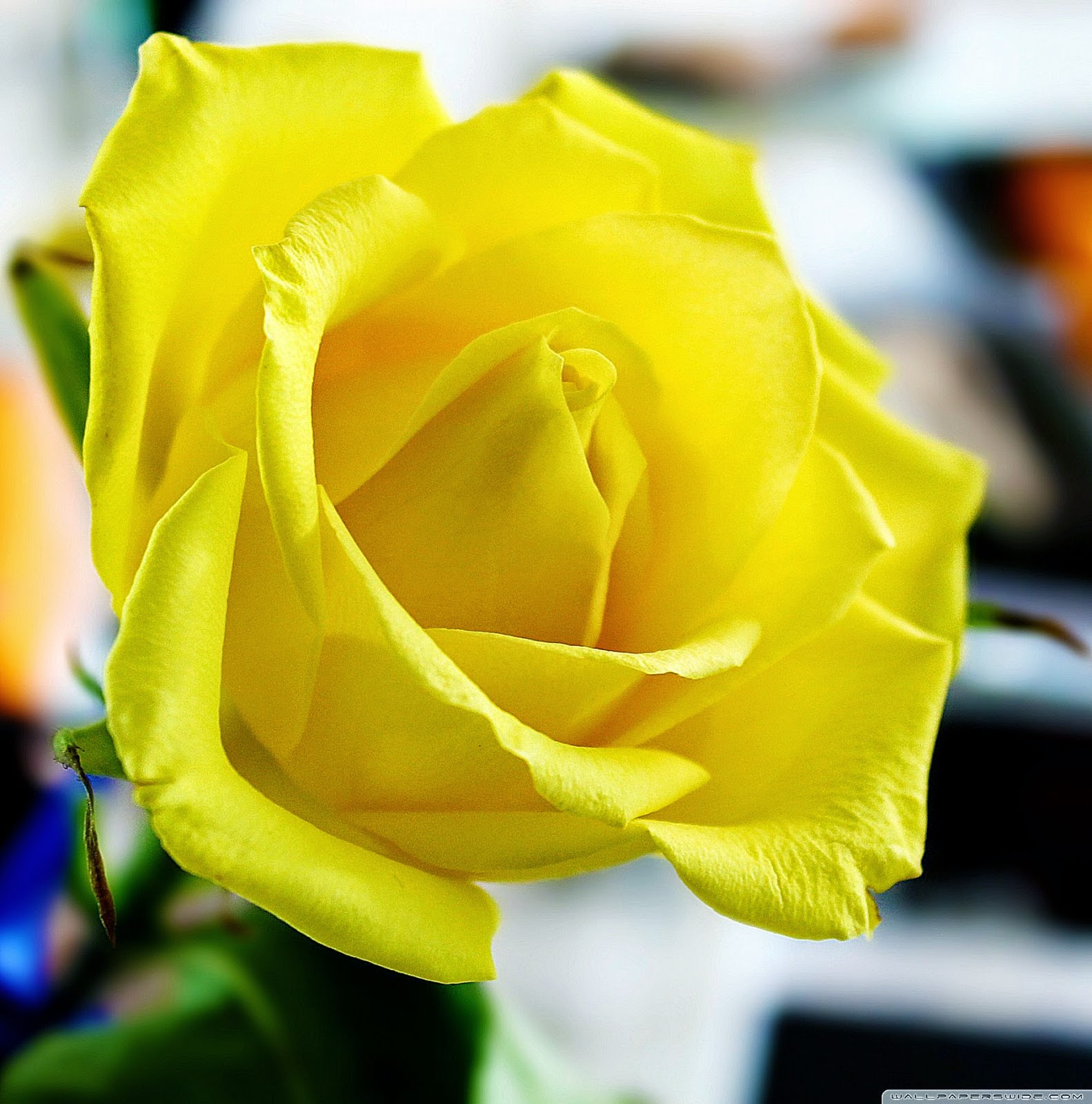 Yellow Rose Wallpaper | Cool HD Wallpapers