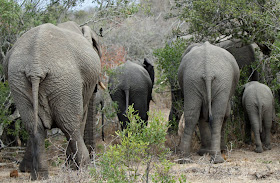 Wildlife Photos of Elephant (Mala Mala, South Africa)