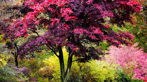 Vibrant Colors of Autumn, New England.jpg
