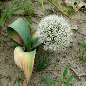 Allium karataviense habit - Czosnek karatawski pokrój