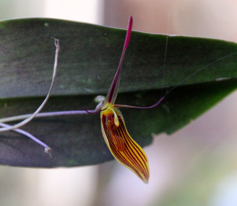 Restrepia falkenbergii IMG_8071