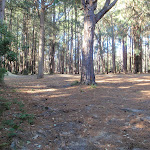 Pines picnic area in the Watagans (65018)