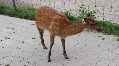 Photos of Langenthal Zoo