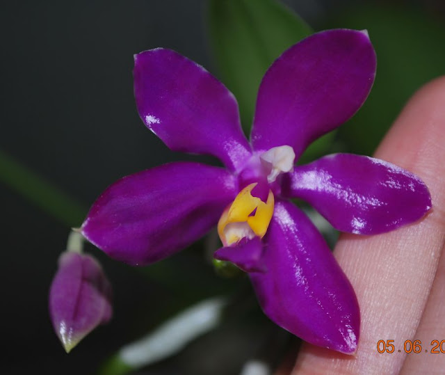Phalaenopsis pulchra  - Страница 2 DSC_0020