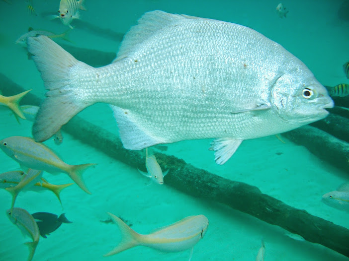 PENINSULA YUCATAN & MI REENCUENTRO CON EL PUEBLO MAYA - Blogs de Mexico - ISLA MUJERES(BAÑO CON TIBURON GATAS) FAUNA MARINA Y CANCUN (32)