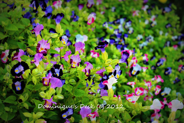 small purple blooms
