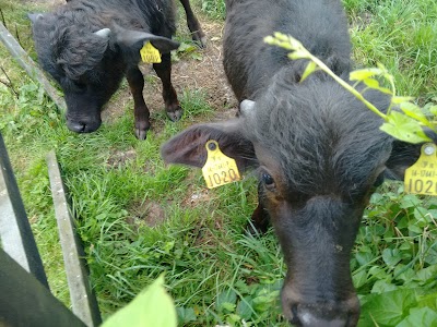 Photos of Macroom Buffalo Cheese