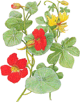 Nasturtium Magick